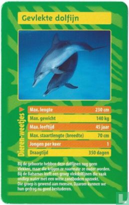 Gevlekte dolfijn - Afbeelding 1