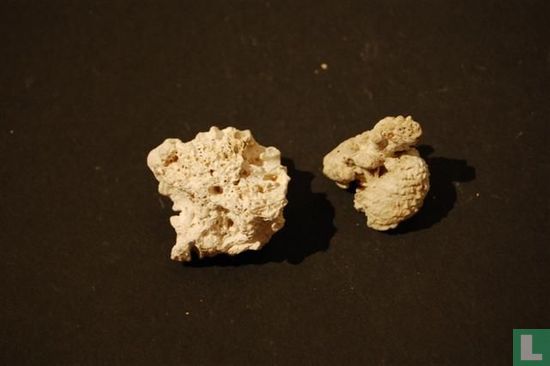 2 soorten witte koraal klein