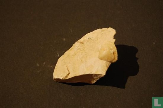 Fossiel van een klein schelpje