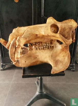 bijgeloof Wonder Gezondheid Schedel Nijlpaard - Hippopotamus - Skelet - LastDodo