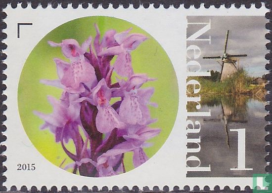 Naardermeer-Reed orchis