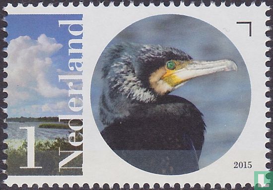 Naardermeer - Cormorant