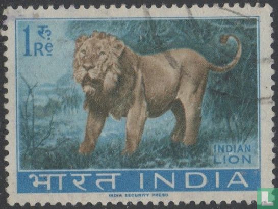 Lion of Gir