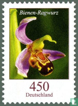 Orchidée d'abeille