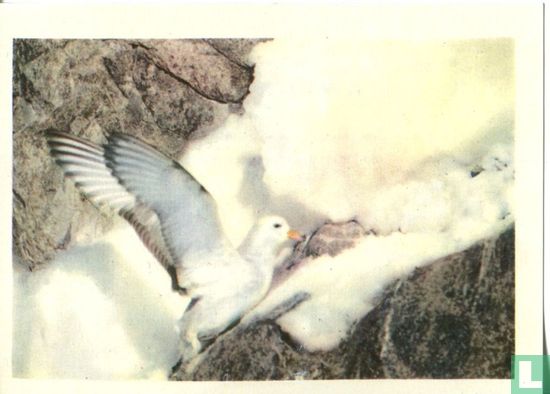 De vleugelwijdte van de sneeuwstormvogel gaat tot 80 cm - Image 1