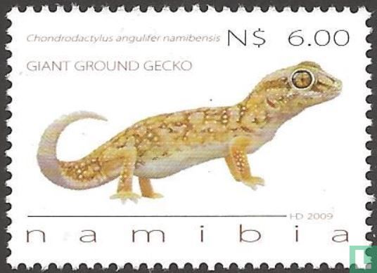 Geckos  