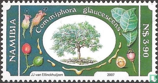 Commiphoric Structure Commiphora 3.90 (2007) - Namibia - LastDodo