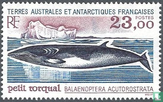 Antarctische dwergvinvis