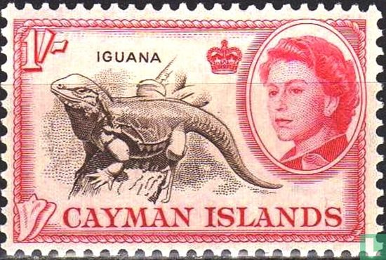 Iguane bleu