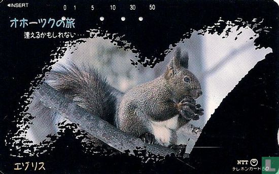 Trip to Okhotsk - Grey Squirrel - Image 1