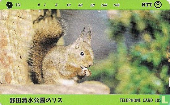 Squirrel in Noda Shimizu Park - Afbeelding 1