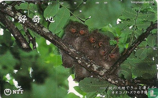 Three Baby Owls - Afbeelding 1