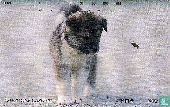 Akita Puppy Watching Flying Bug - Afbeelding 1