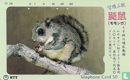 Flying Squirrel - Image 1