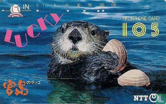"Lucky" - Miyajima's Sea Otter - Image 1