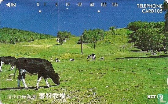 Cows  - Afbeelding 1