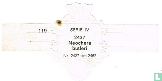 Neochera butleri - Bild 2