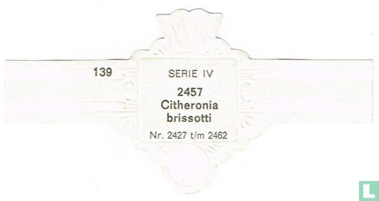 Citheronia brissotti - Image 2