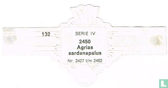 Agrias sardanapalus - Afbeelding 2