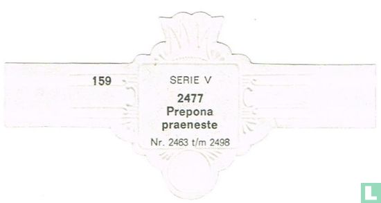 Prepona praeneste - Afbeelding 2