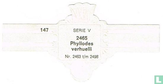 Phyllodes verhuelli - Image 2