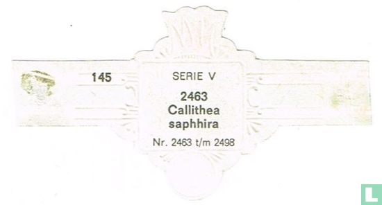 Callithea saphhira - Afbeelding 2