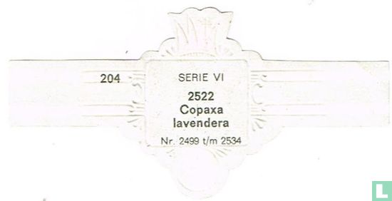 Copaxa lavendera - Afbeelding 2