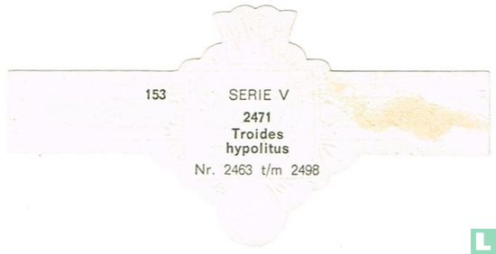 Troides hypolitus - Afbeelding 2