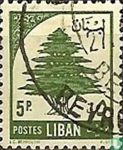 Libanonzeder
