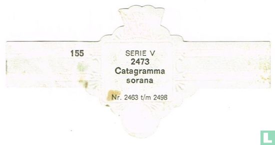 Catagramma sorana - Afbeelding 2
