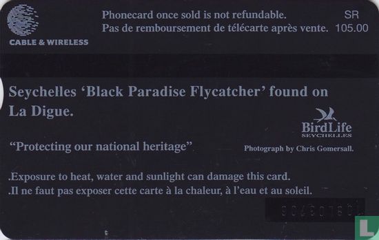 Black Paradise Flycatcher - Bild 2