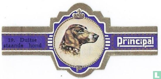 Duitse staande hond - Afbeelding 1