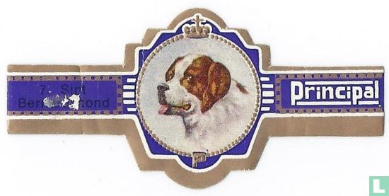 St. Bernard (Hund) - Bild 1