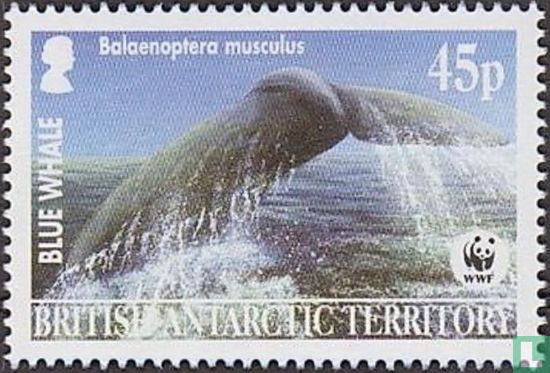 Blue whale 