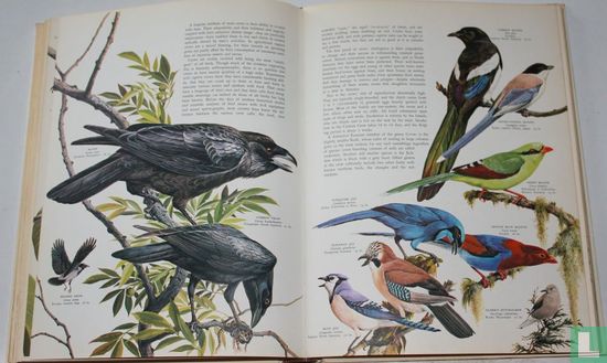 Birds of the World - Bild 3