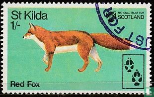 St.Kilda Red Fox