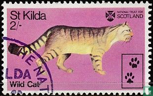 St. Kilda Wild Cat
