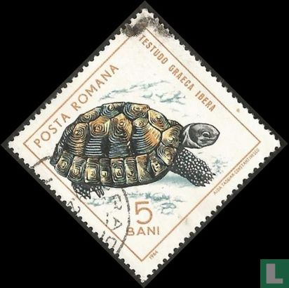 Moorse landschildpad