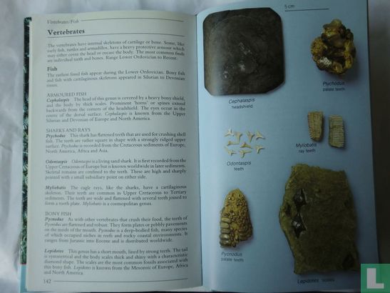 Field Guide Fossils - Image 3