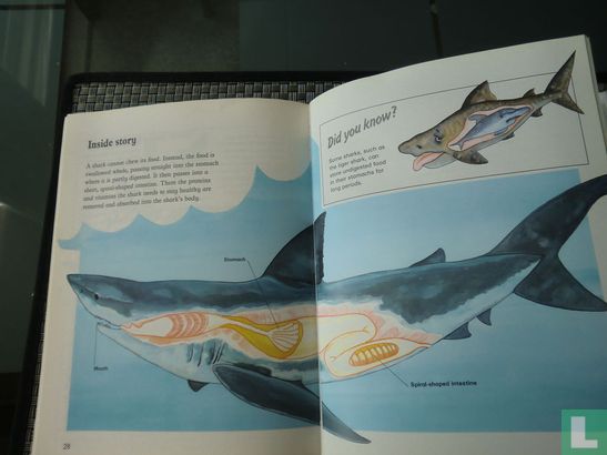 Sharks - Image 3