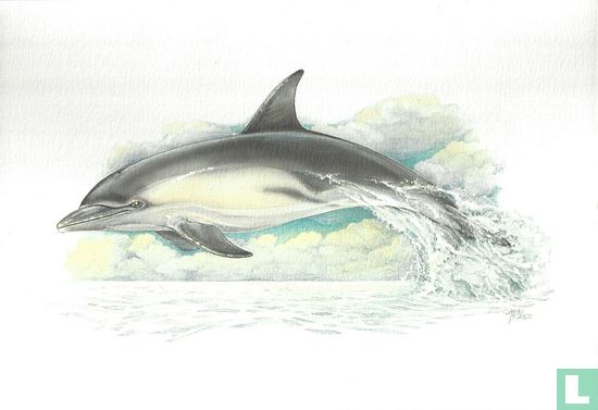 Zoogdieren - Gewone dolfijn
