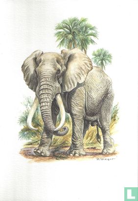 Zoogdieren - Afrikaanse olifant