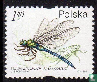 Water Insects