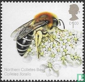Northern Colletes Bee