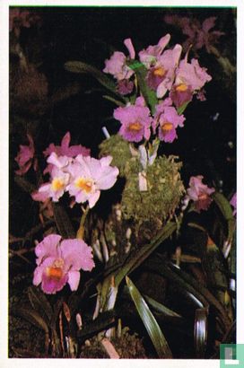 Orchideeen - Afbeelding 1