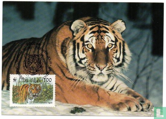 Siberian Tiger - Bild 1