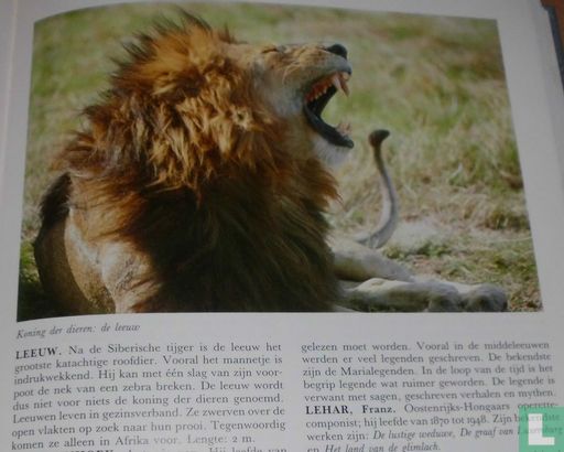 Koning der dieren: de leeuw