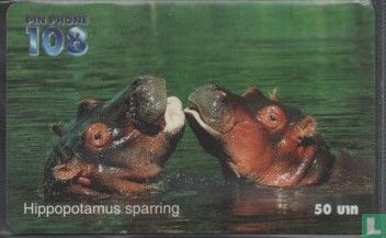 Hippopotamus Sparring - Afbeelding 1