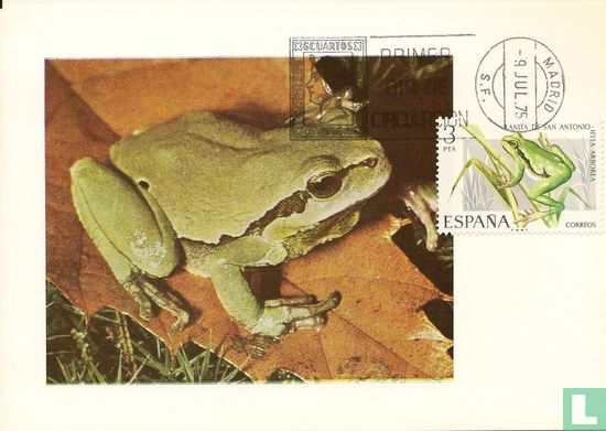 Iberian Tree Frog
