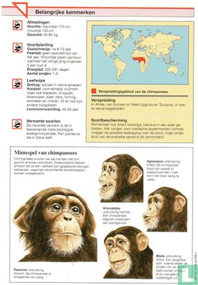 Chimpansee - Afbeelding 2